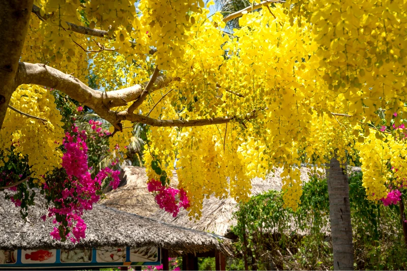 free things to do in Sydney this weekend