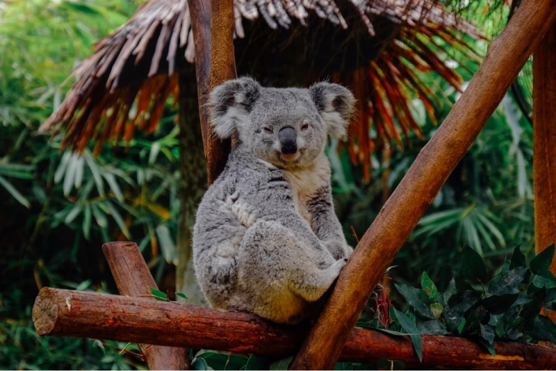 Cheap things to do in Brisbane